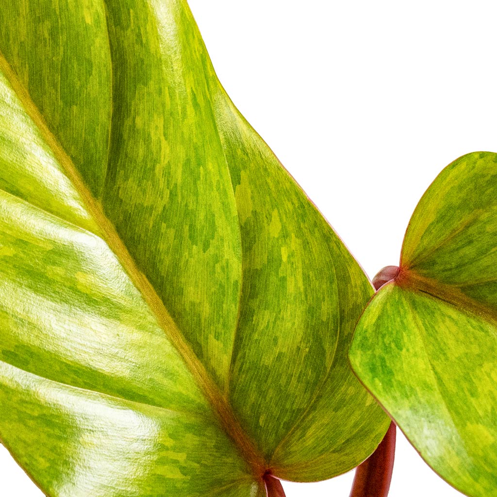 Philodendron Painted Lady - Close Up 