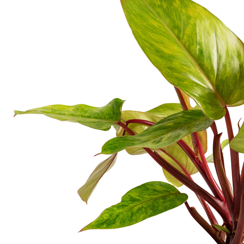 Philodendron Painted Lady - Close Up