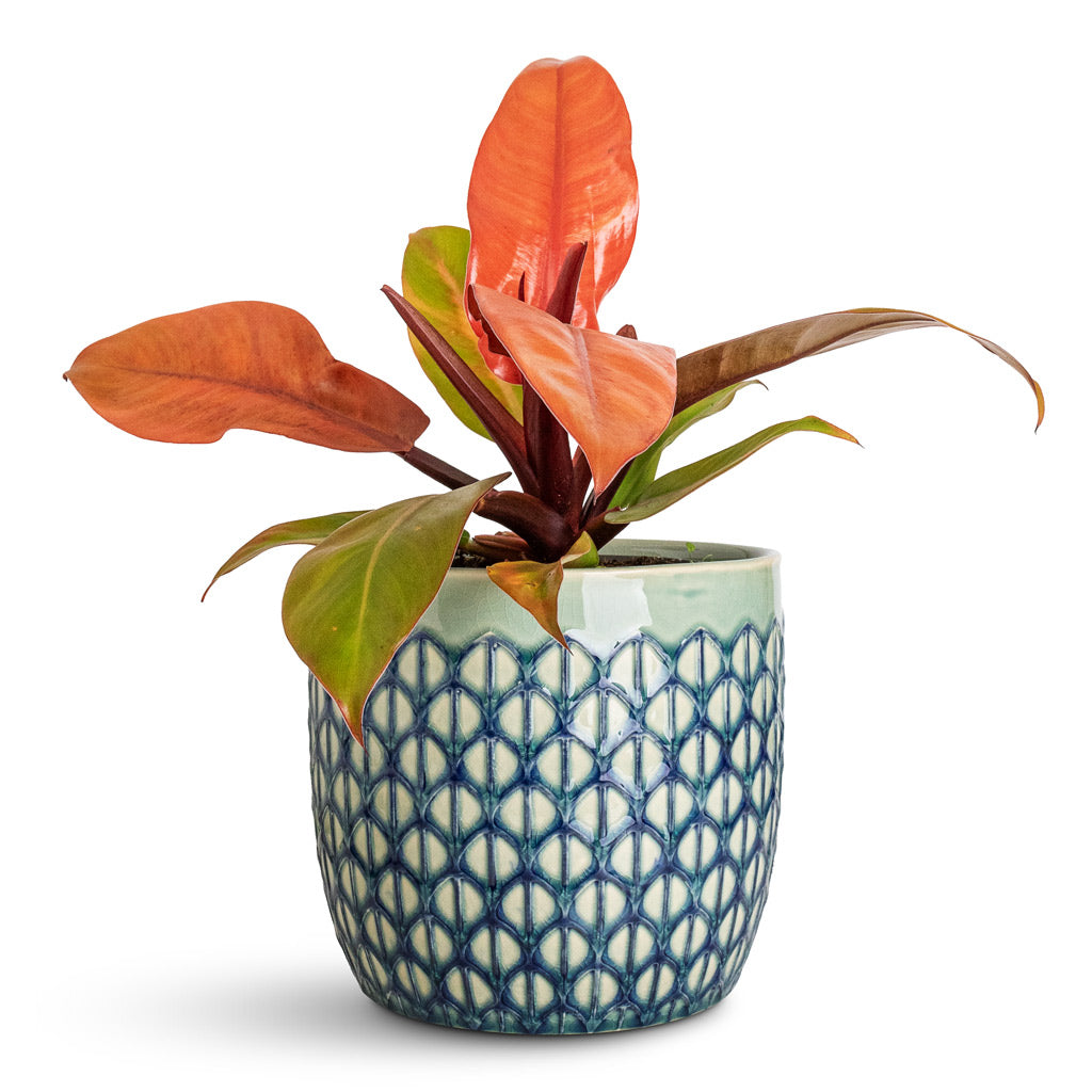 Philodendron Prince of Orange In Geo Jade Green