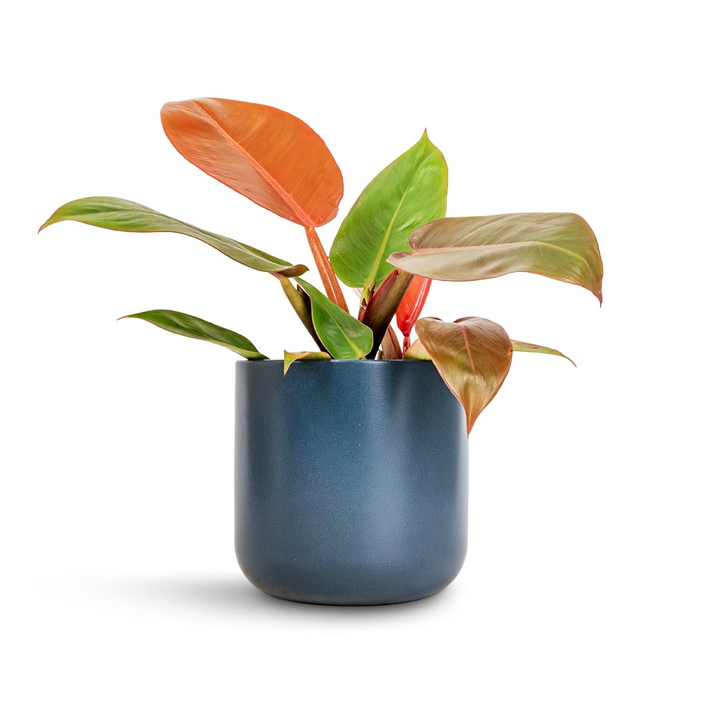 Philodendron Prince of Orange & Lisbon Plant Pot - Navy