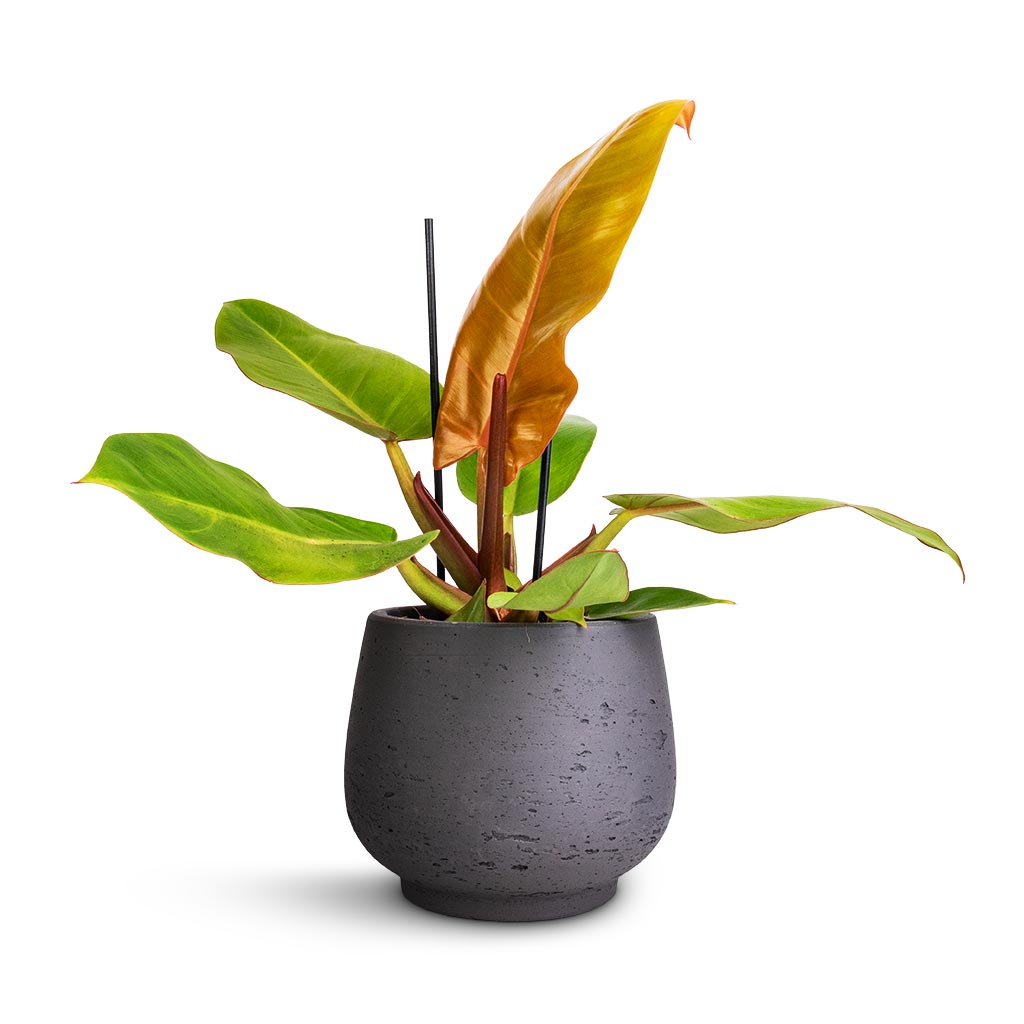 Philodendron Prince of Orange &amp; Mini Pixie Plant Pot - Black Washed