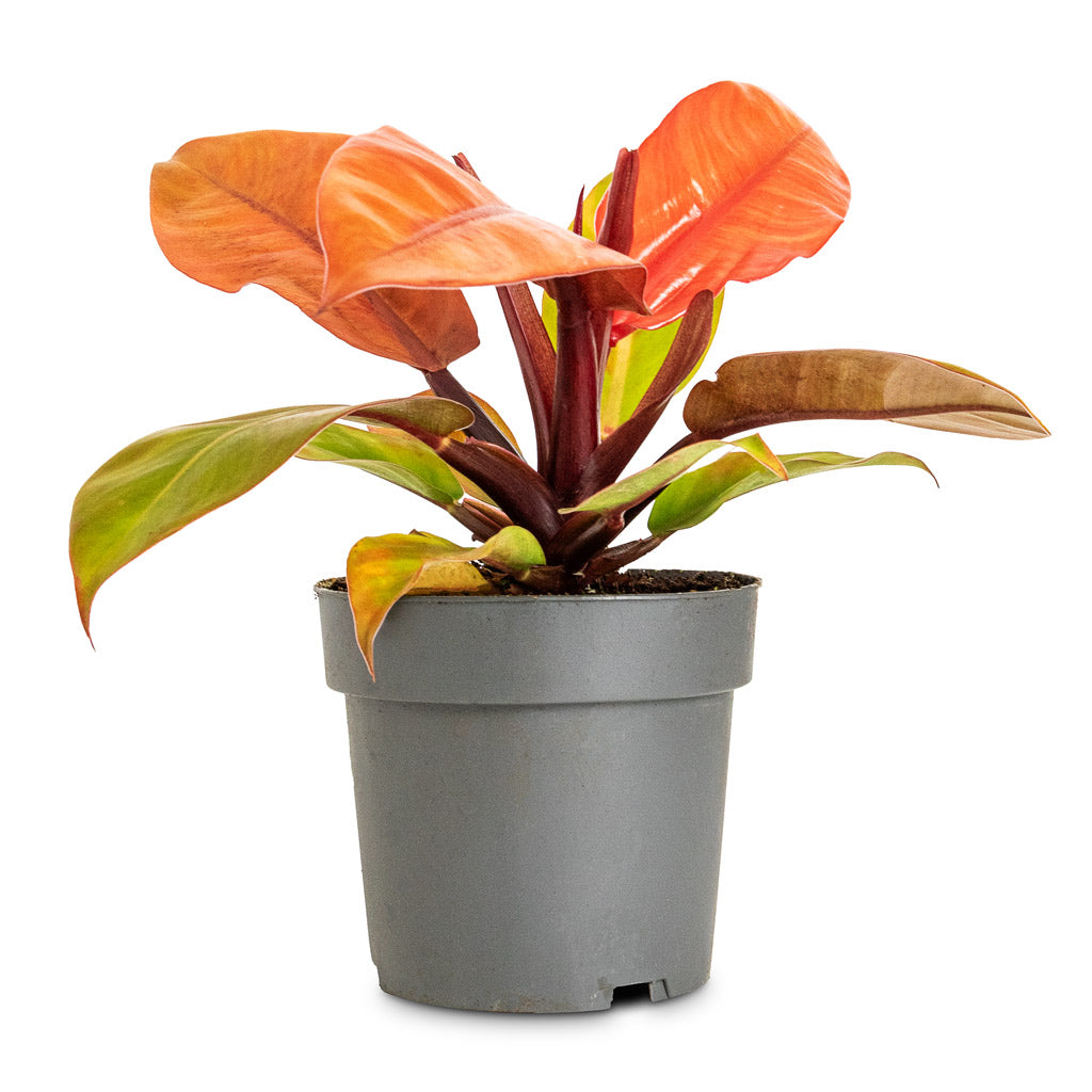 Philodendron Prince of Orange Houseplant | Hortology