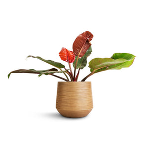 Philodendron Prince of Orange & Dune Darcy Planter - Almond