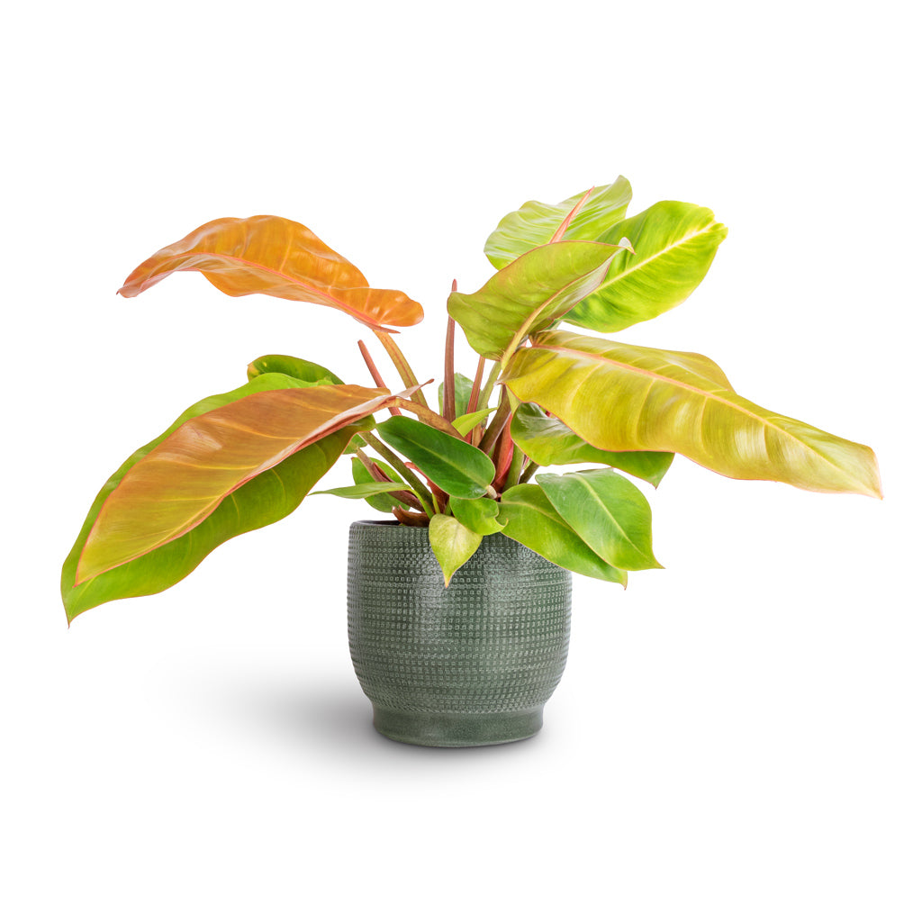 Lykke Plant Pot - Sage