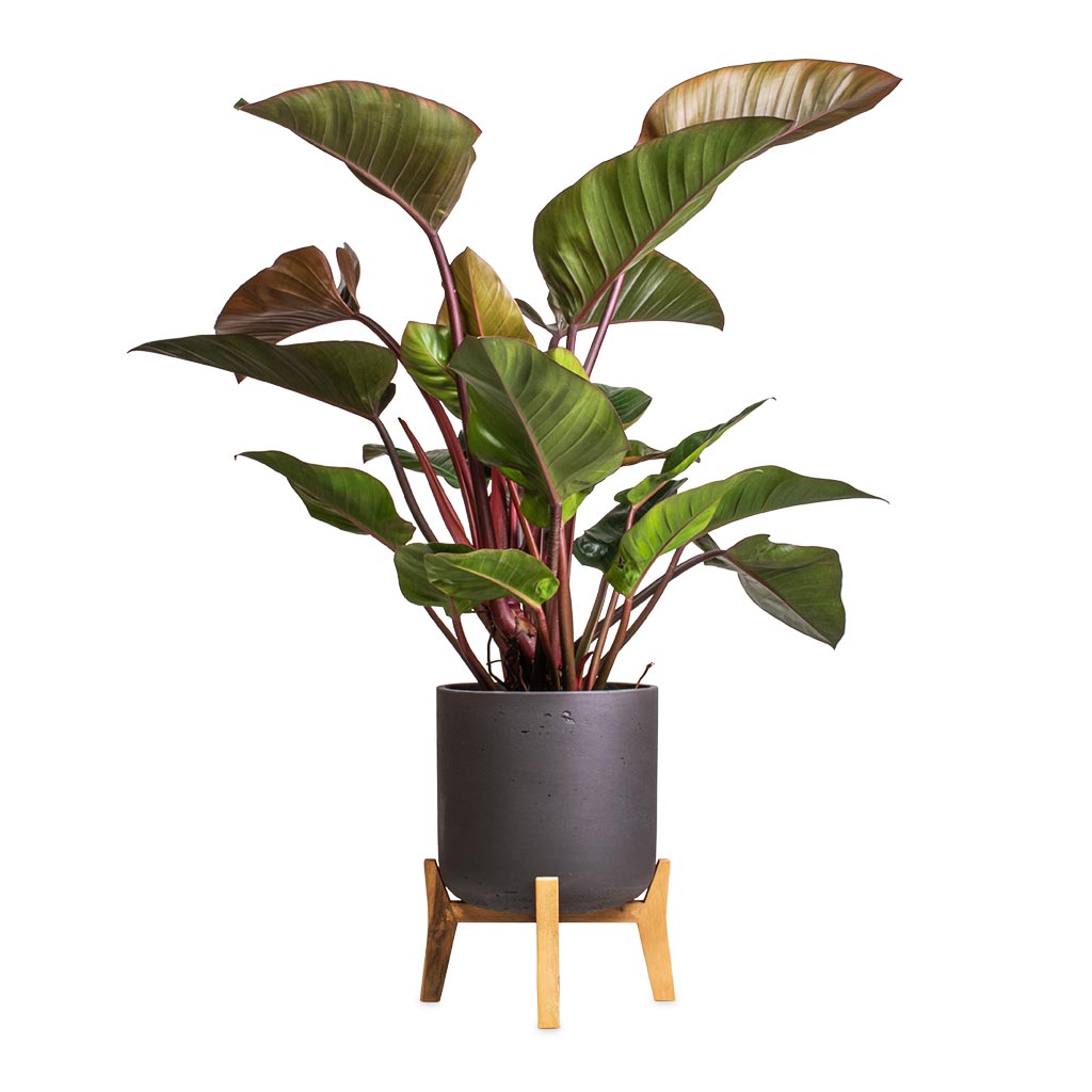Philodendron Red Beauty & Charlie Plant Pot - Low Stand - Black Washed