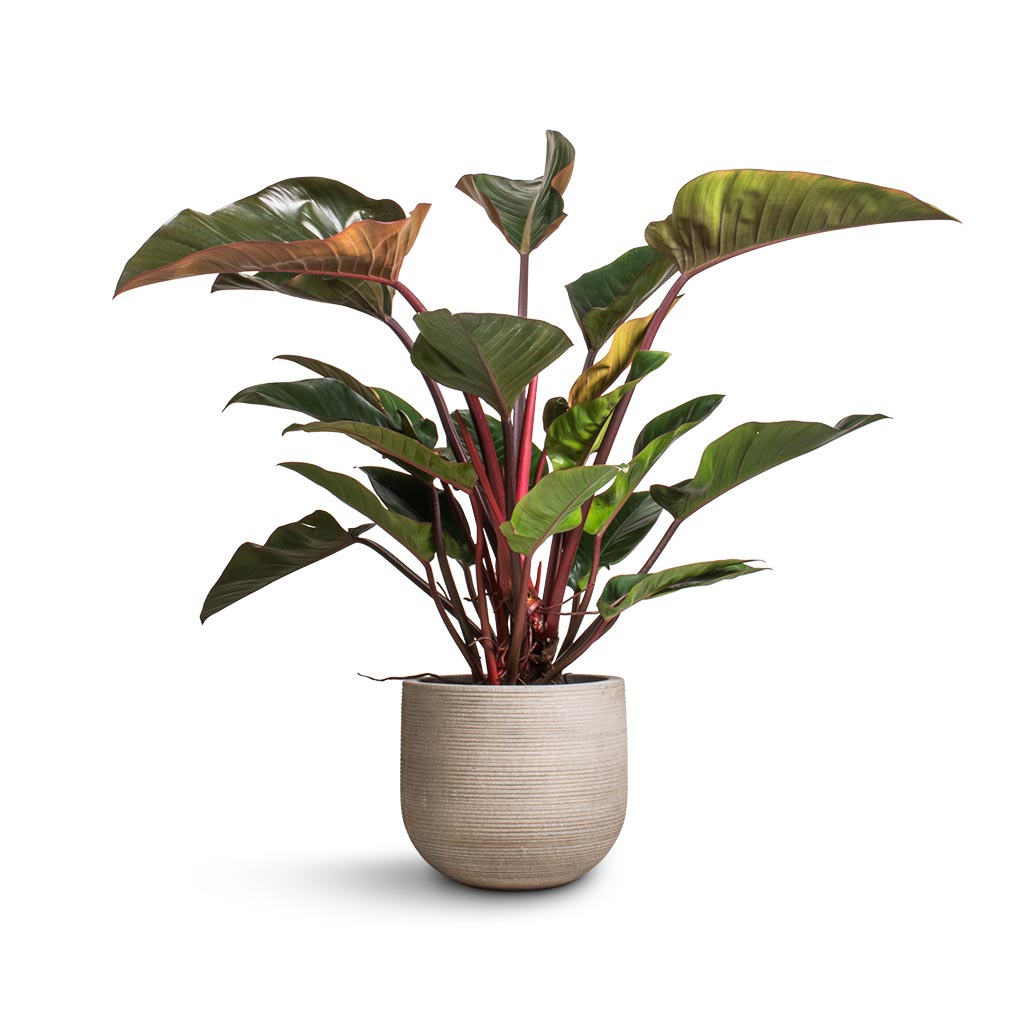 Philodendron Red Beauty & Cody Plant Pot - Ridged Cement