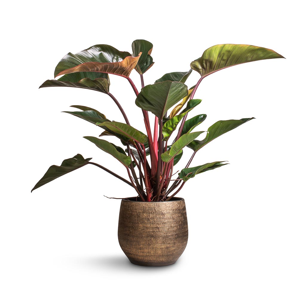 Philodendron Red Beauty &amp; Ryan Plant Pot - Shiny Gold