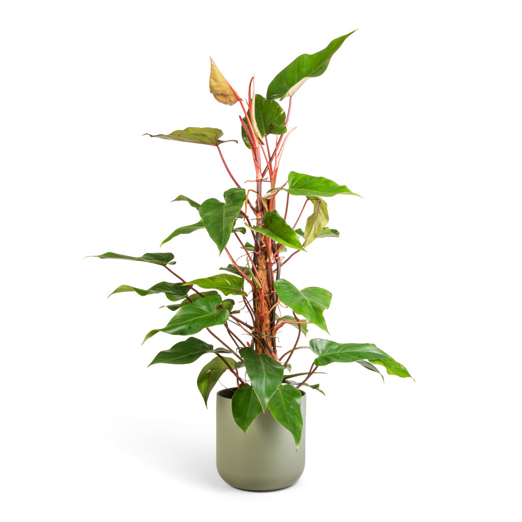 philodendron erubescens red emerald marbled Philodendron erubescens Red Emerald - Quality Houseplants | Hortology