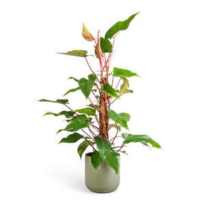 Philodendron Red Emerald & Lisbon Plant Pot - Sage