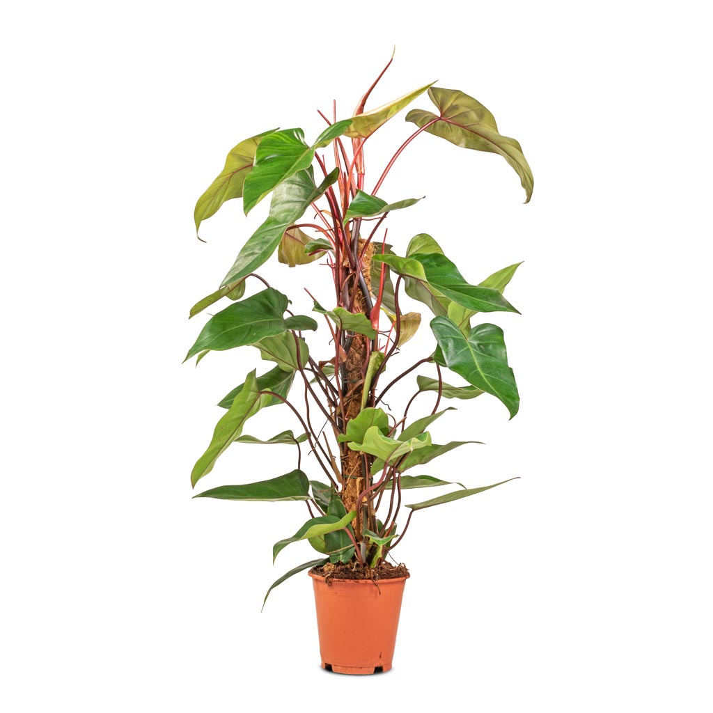 philodendron erubescens new red Philodendron erubescens Red Emerald - Quality Houseplants | Hortology