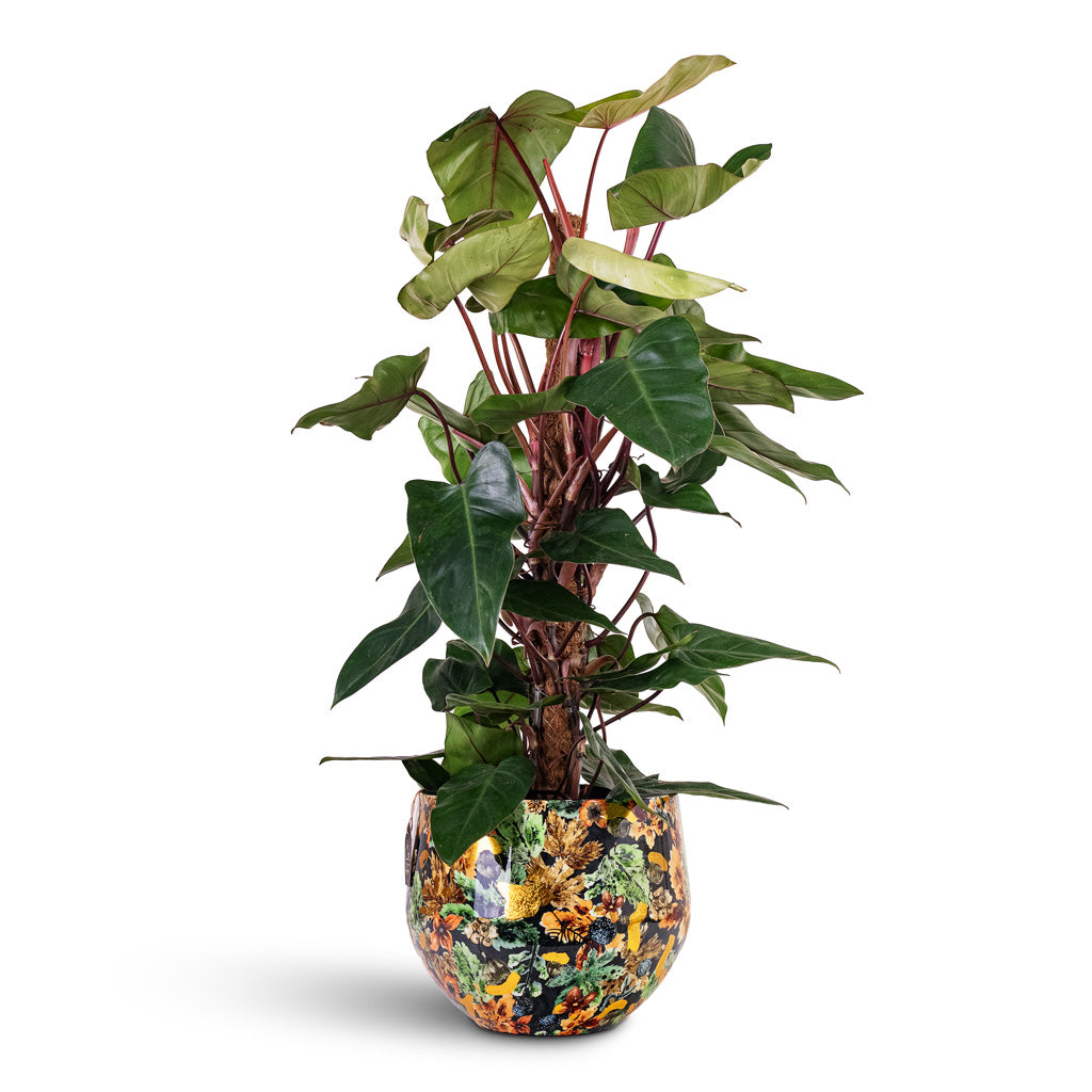 Philodendron Red Emerald Moss Pole 21x100cm House Plant In Lammie Pot Berry Blue 33x28cm