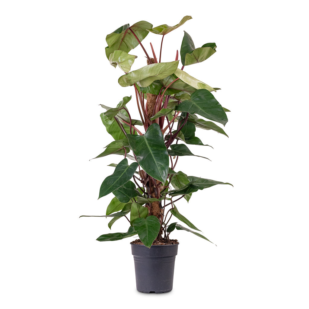 Philodendron Red Emerald Moss Pole 21x100cm