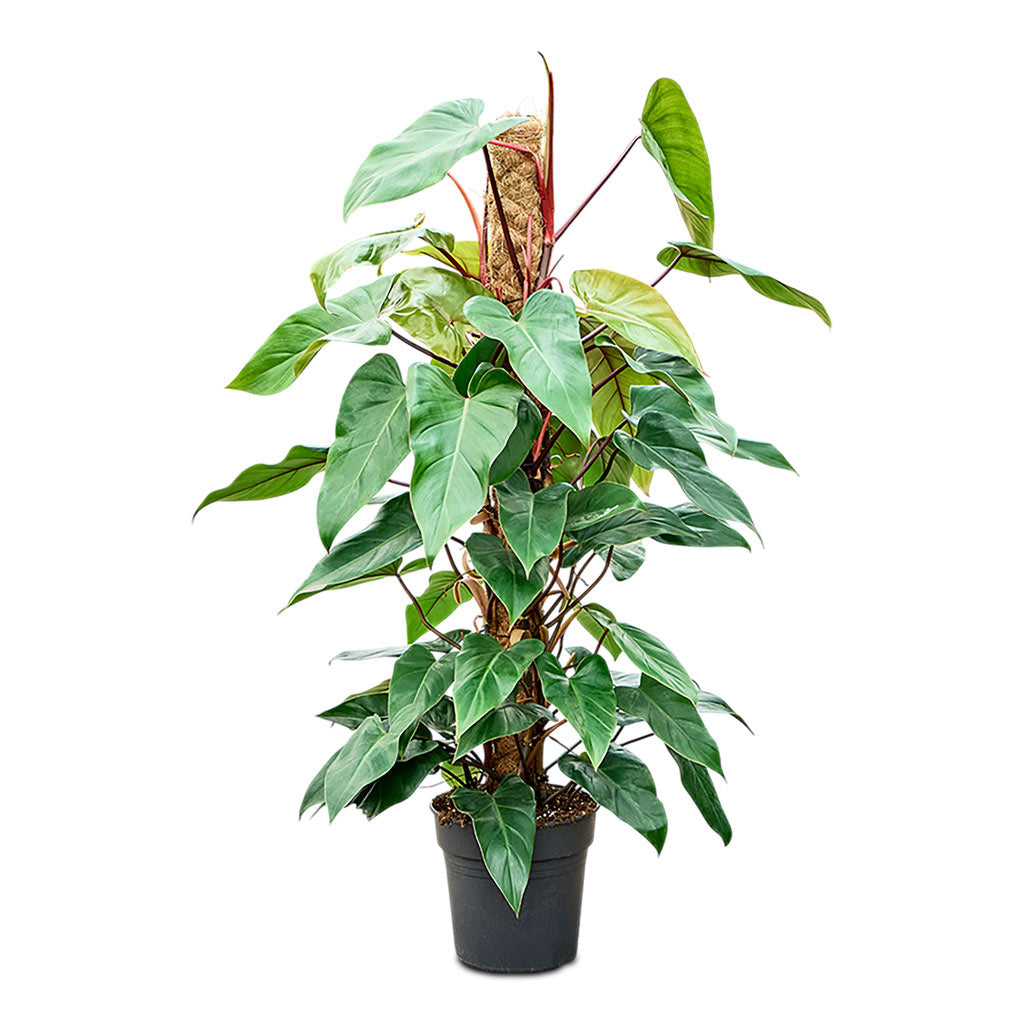 philodendron erubescens images Philodendron erubescens Red Emerald - Quality Houseplants | Hortology