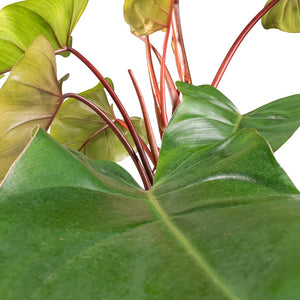 Philodendron erubescens Red Emerald - Moss Pole - 19 x 85cm Leaf Close Up