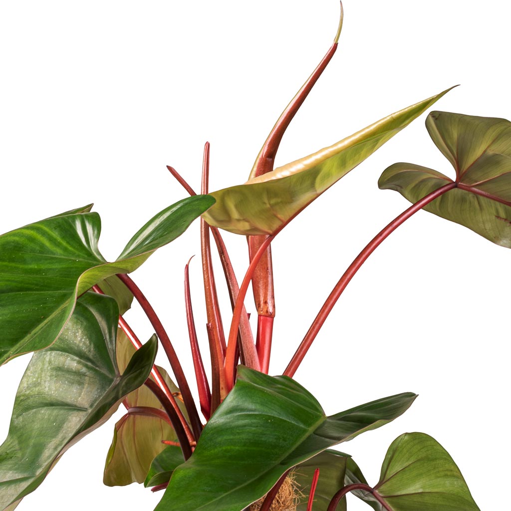 Philodendron erubescens Red Emerald - Moss Pole & Flor Plant Pot - Green