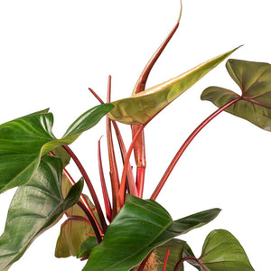 Philodendron erubescens Red Emerald - Moss Pole - Leaves and Stems