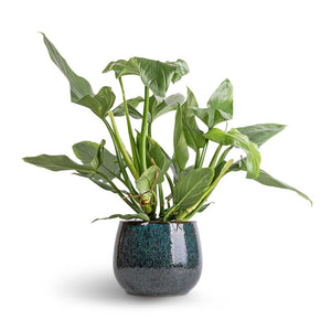 Philodendron Silver Queen & Odile Plant Pot - Petrol