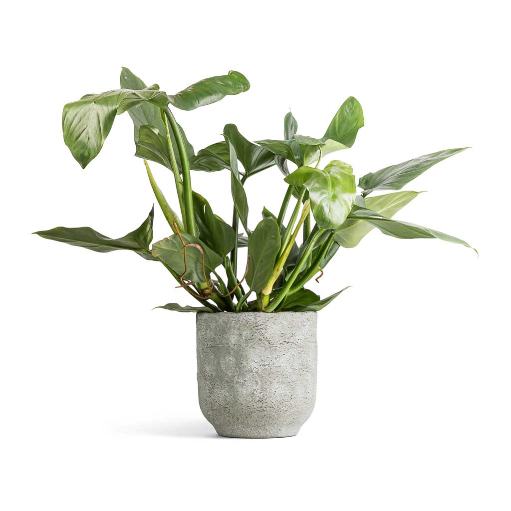 Philodendron Silver Queen &amp; Dave Plant Pot - Earth