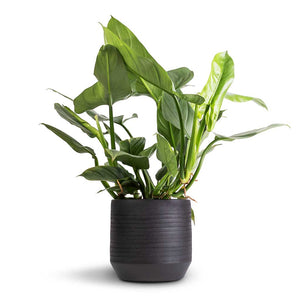Philodendron Silver Queen & Norell Plant Pot - Black