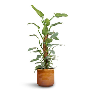 Philodendron Silver Queen - Moss Pole & Jordy Plant Pot - Caramel