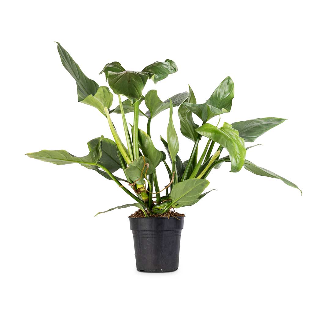 Philodendron Hastatum Silver Queen Quality Houseplants Hortology