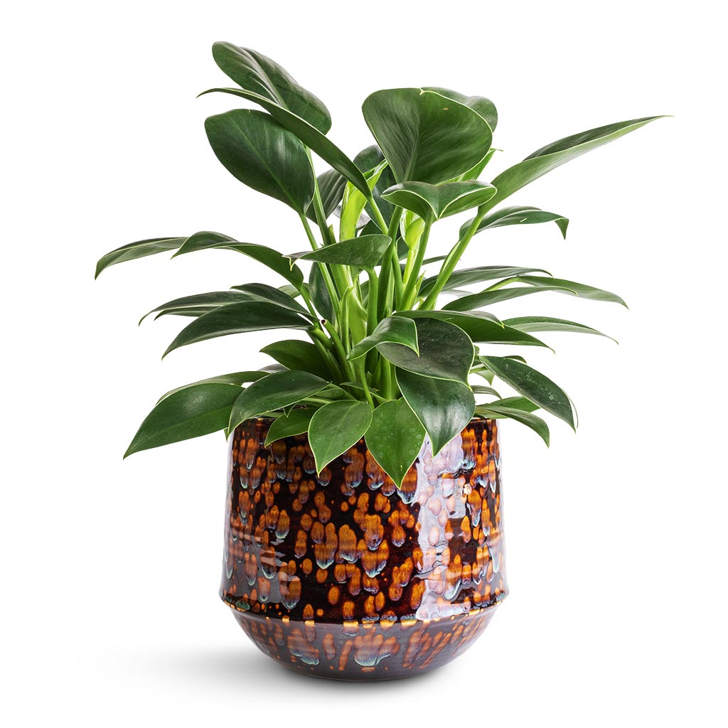 Philodendron erubescens Green Princess &amp; Noud Plant Pot - Marrakesh