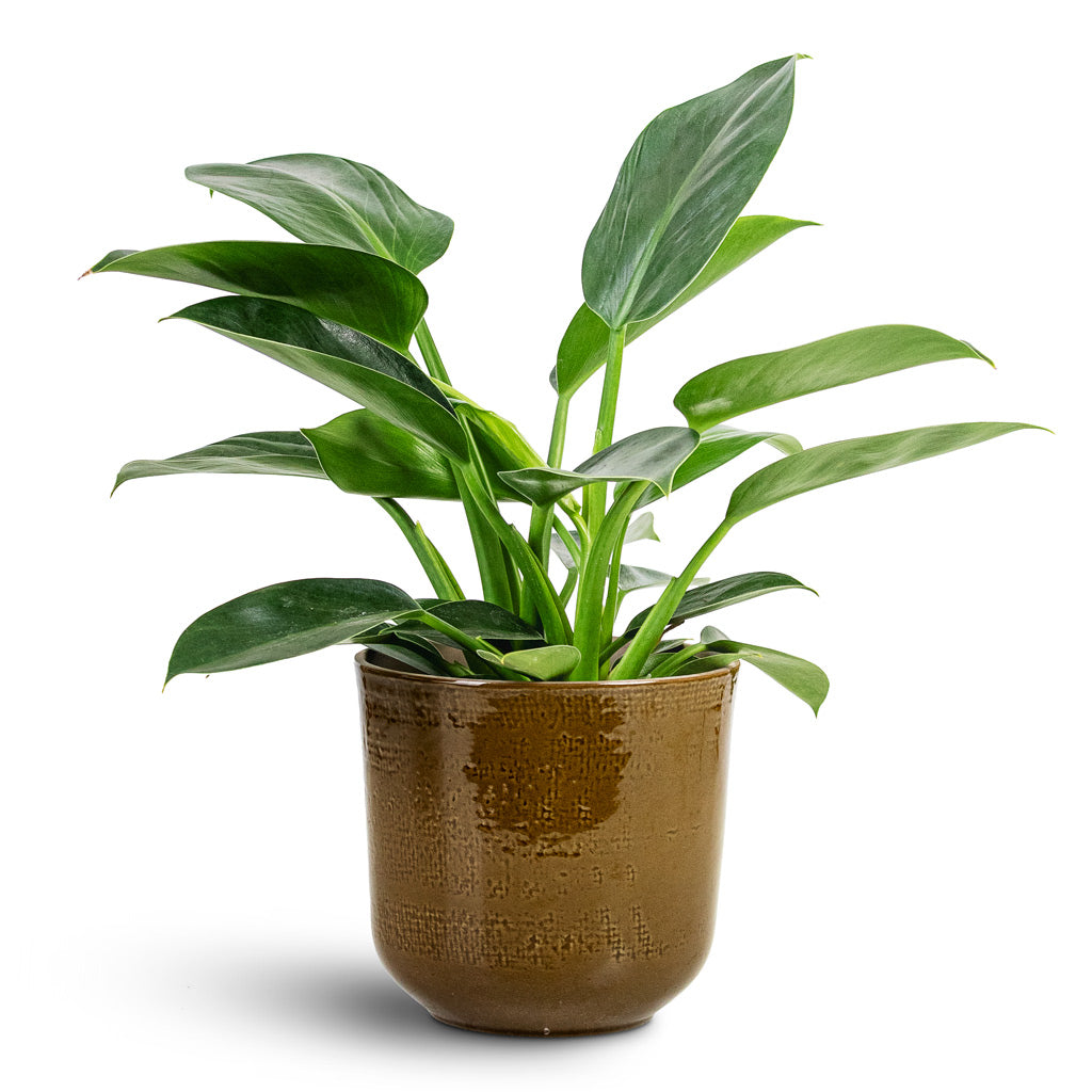 Philodendron erubescens Green Princess 12x25cm In Nouri Pot Savannah 17x16cm
