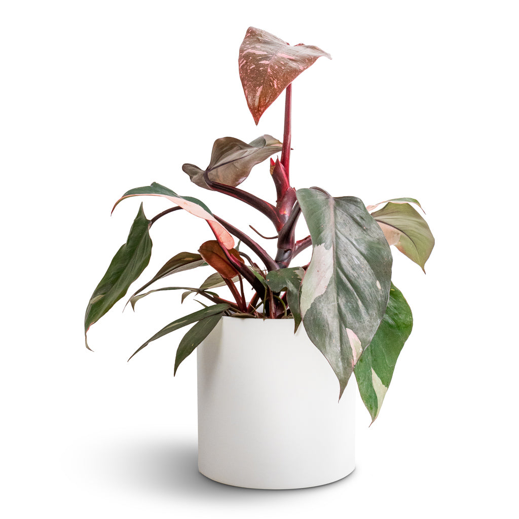 Philodendron erubescens Pink Princess & Puk Essentials Planter - Matt White