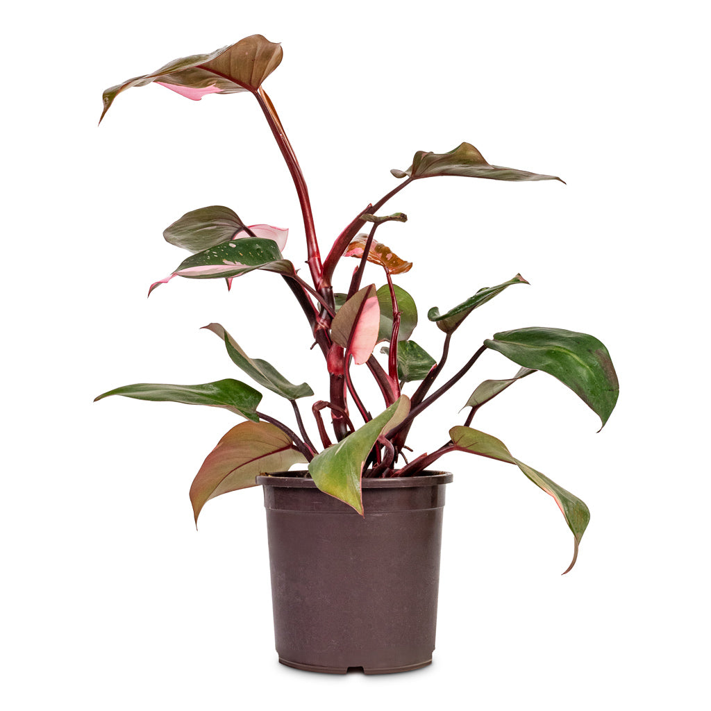 Philodendron erubescens Pink Princess - 14x40cm