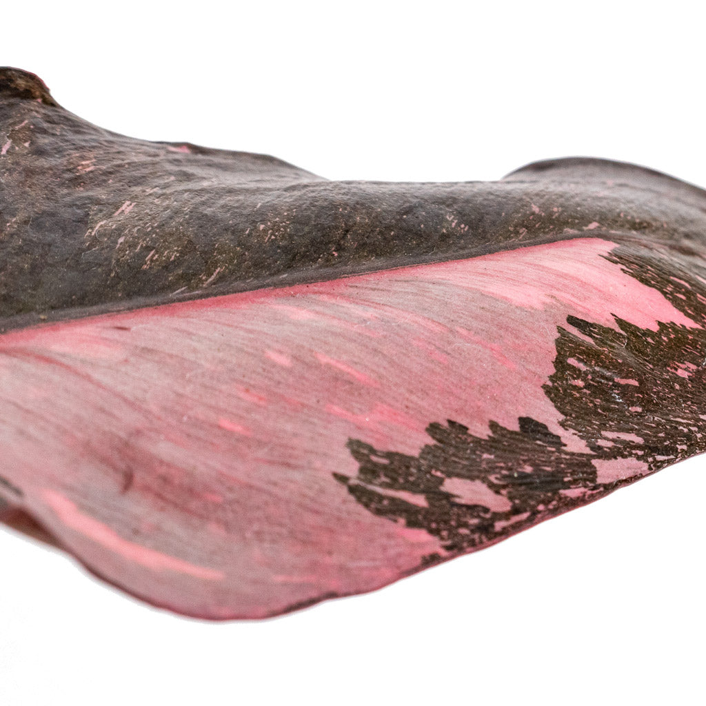 Philodendron erubescens Pink Princess Variegation