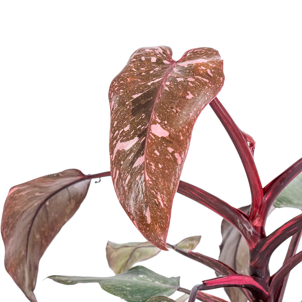 Philodendron erubescens Pink Princess Leaves