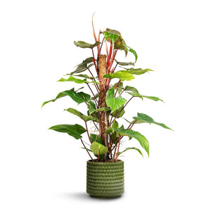 Philodendron erubescens Red Emerald - Moss Pole & Flor Plant Pot - Green