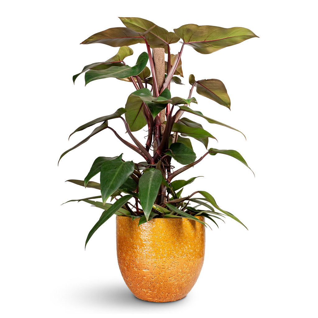 Philodendron erubescens Red Emerald Moss Pole - 19x100cm In Jolin Plant Pot Ochre - 29x27cm