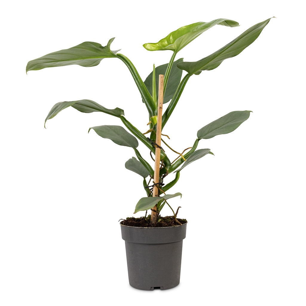 Philodendron hastatum Silver Queen - Quality Houseplants | Hortology