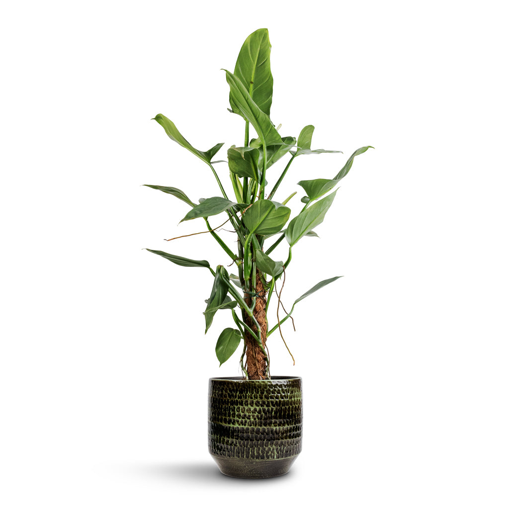 Philodendron hastatum Silver Queen - Moss Pole & Sanna Plant Pot - Moss Green