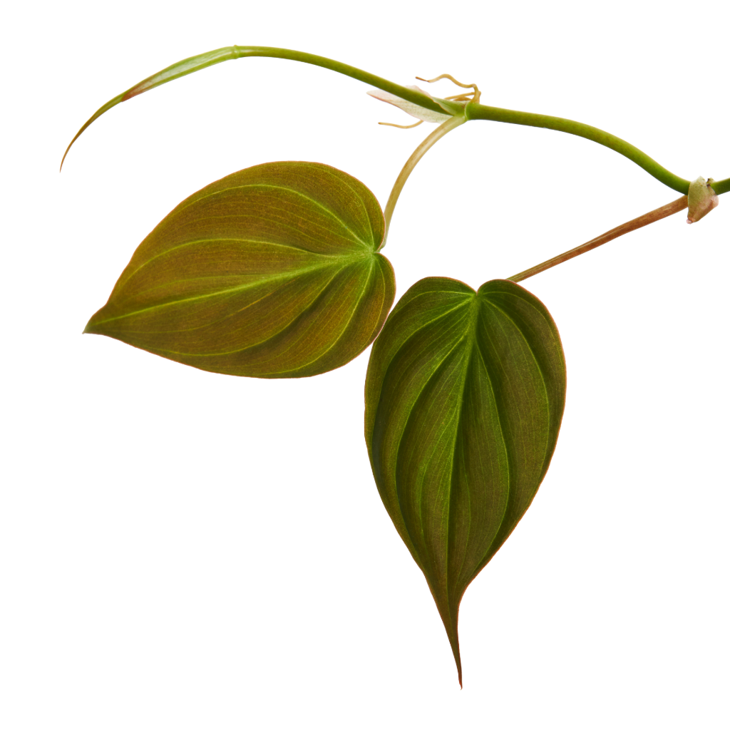 Philodendron micans - Velvet Leaf Philodendron Stem