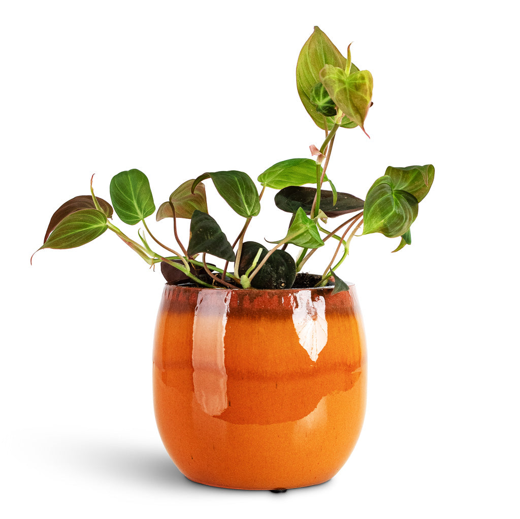 Philodendron micans Velvet Leaf 10.5x20cm House Plant In Charlotte Pot Orange 15x13cm