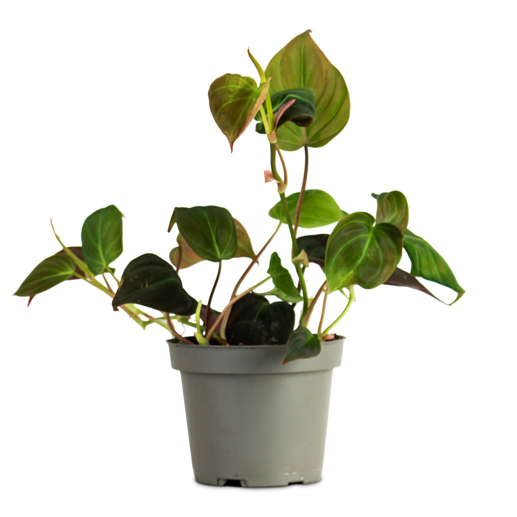 Philodendron micans Velvet Leaf 10.5x20cm