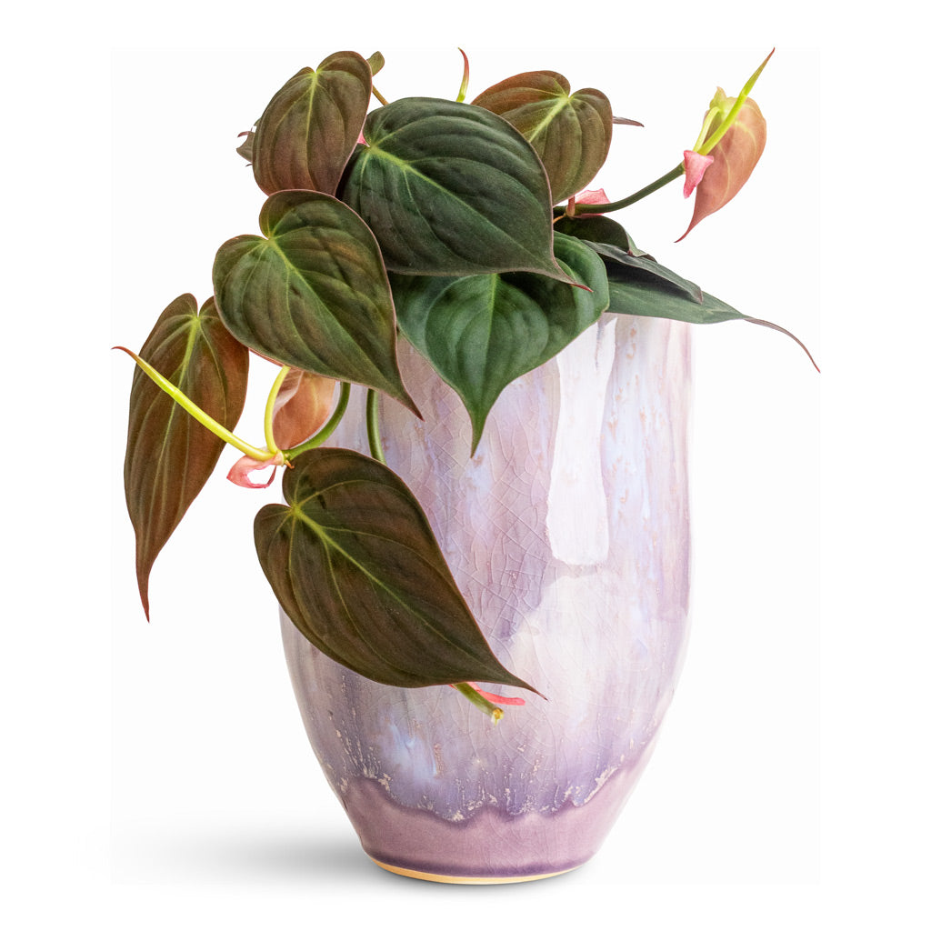 Philodendron micans Velvet Leaf - 12x20cm In Davide Pot Lavender Haze - 15x20cm