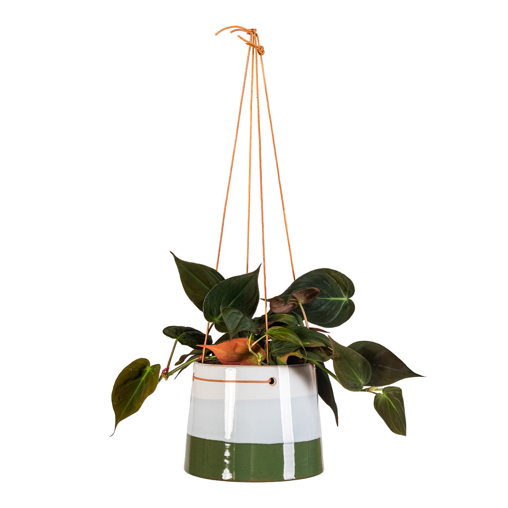 Philodendron micans Velvet Leaf - 12x20cm In Striped Hanging Pot Blue Green - 16x12cm