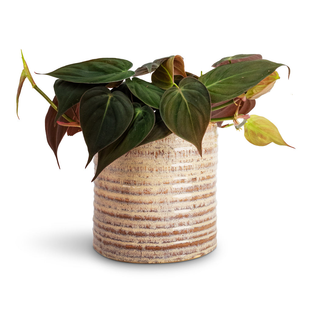Philodendron micans - Velvet Leaf Philodendron & Hera Plant Pot - Ivory