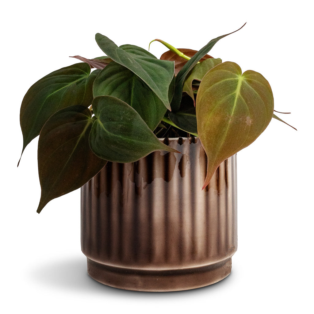 Philodendron micans - Velvet Leaf Philodendron &amp; Nella Plant Pot - Coffee