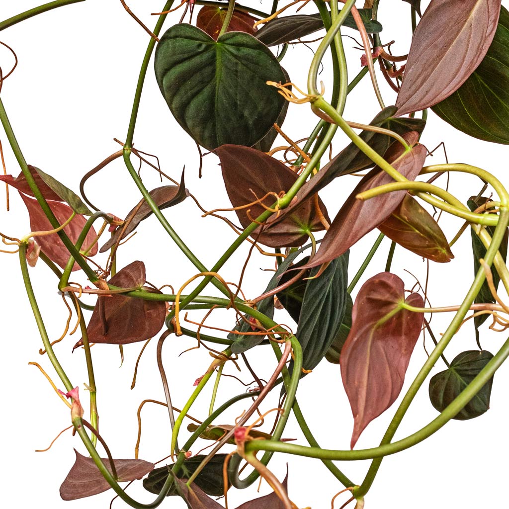 Philodendron micans Velvet Leaf Close Up