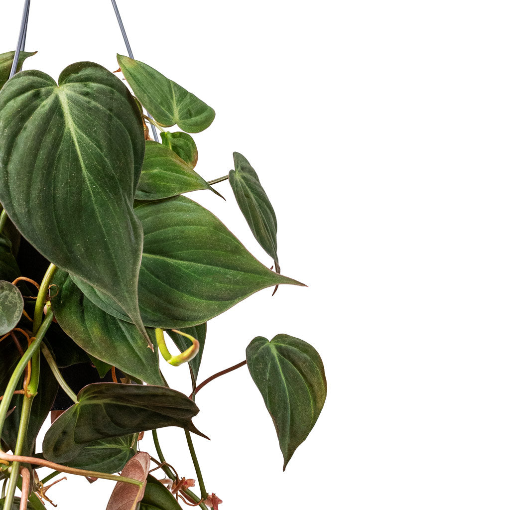 Philodendron micans Velvet Leaf  Close Up 