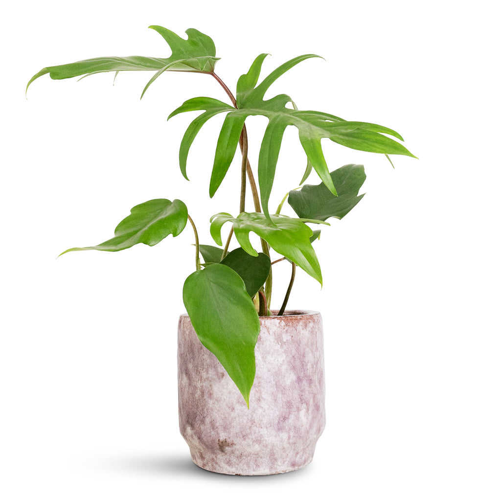 Philodendron pedatum Oak Leaf - 12x25cm In Julian Pot Lilac - 14x14cm