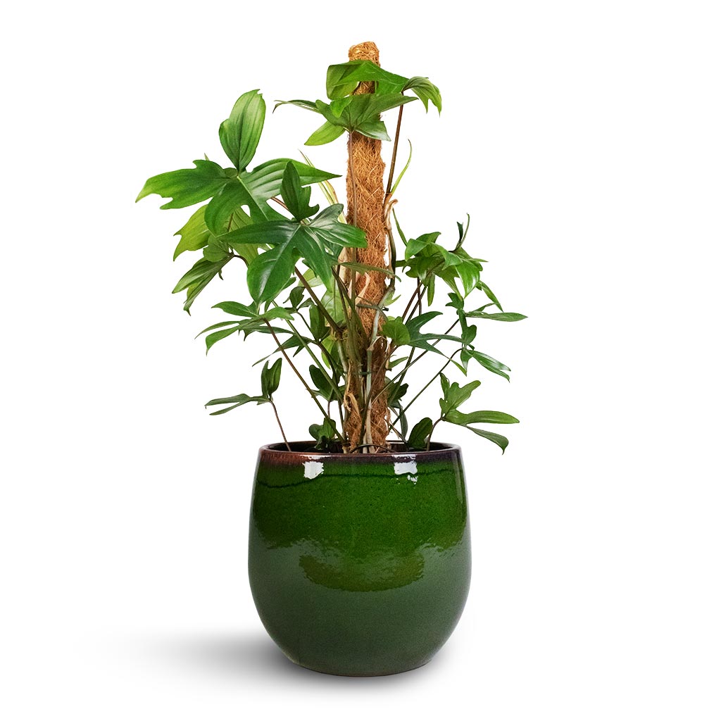 Philodendron pedatum - Oak Leaf Philodendron - Moss Pole & Charlotte Plant Pot - Green