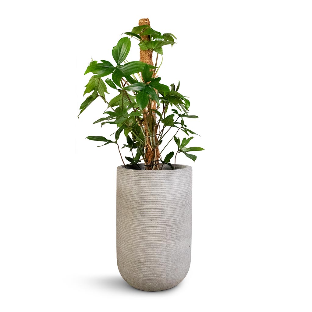 Philodendron pedatum - Oak Leaf Philodendron - Moss Pole & Cody Plant Vase - Ridged Cement