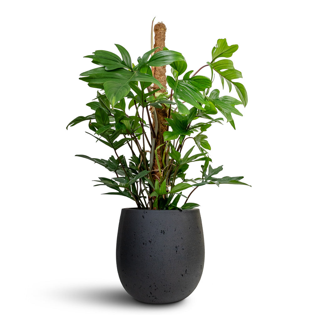 Philodendron pedatum - Oak Leaf Philodendron - Moss Pole & Grigio Balloon Plant Pot - Anthracite Concrete