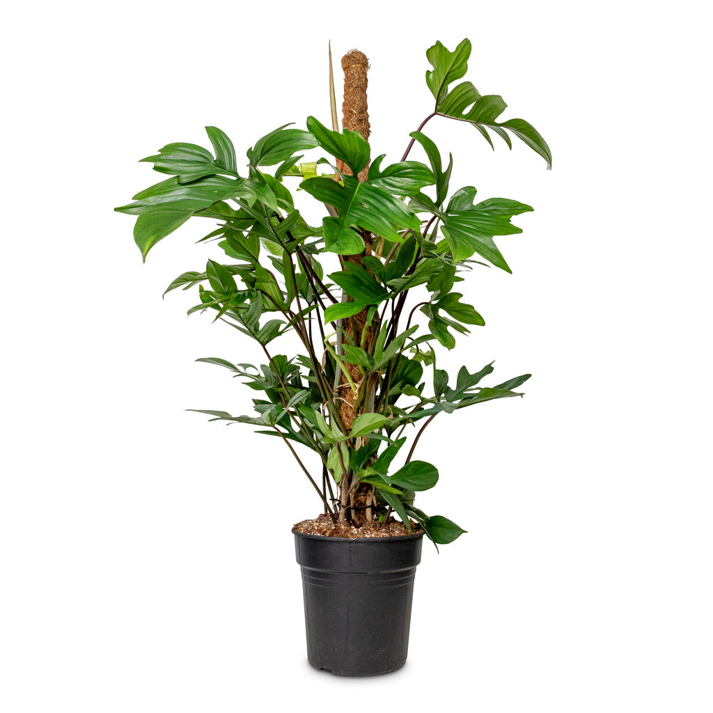 Philodendron pedatum - Oak Leaf Philodendron - Moss Pole - 21 x 100cm