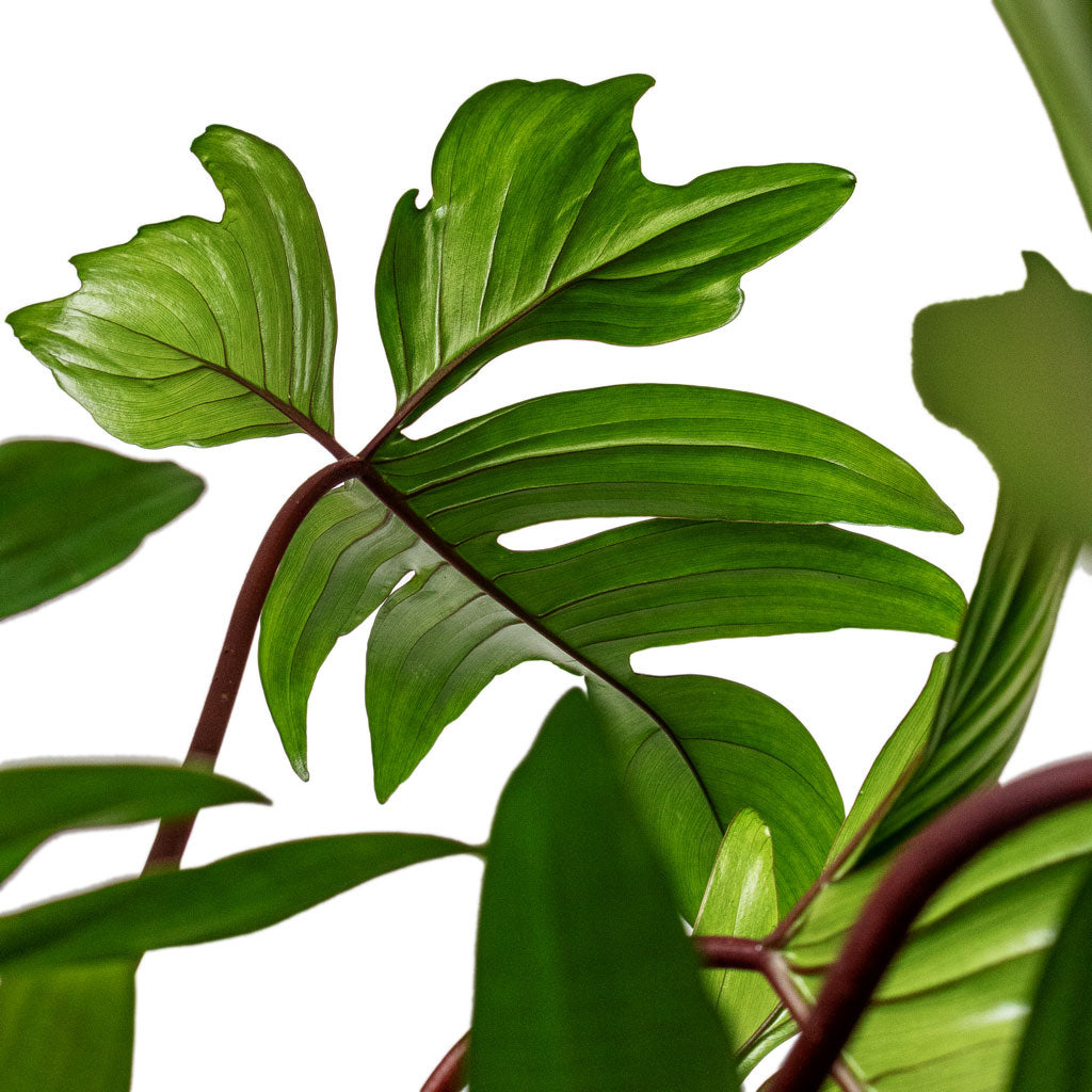 Philodendron pedatum - Oak Leaf Philodendron - Moss Pole